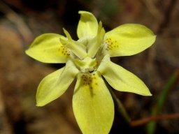 Moraea gawleri inside the flower